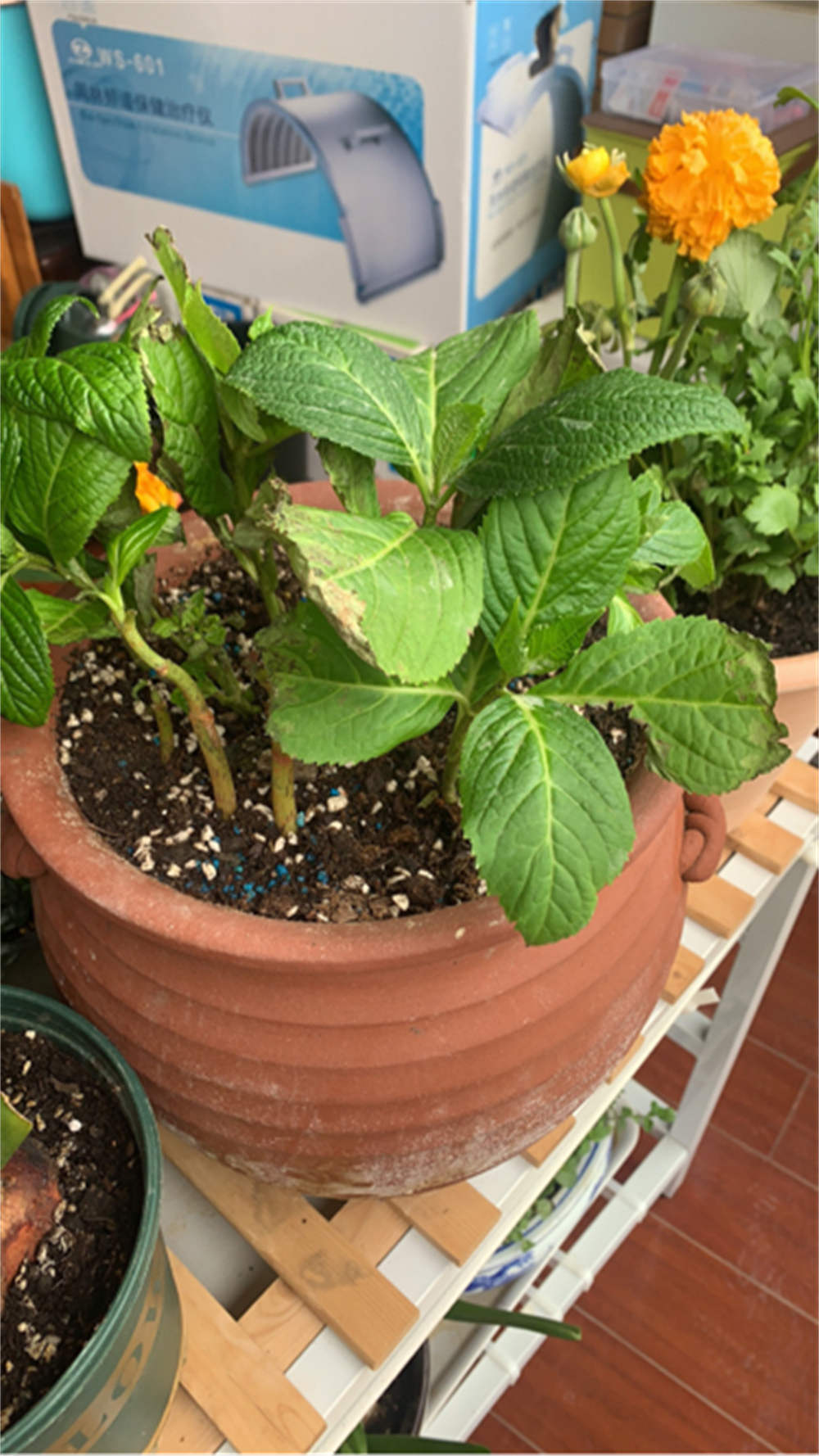 植物叶子焦枯