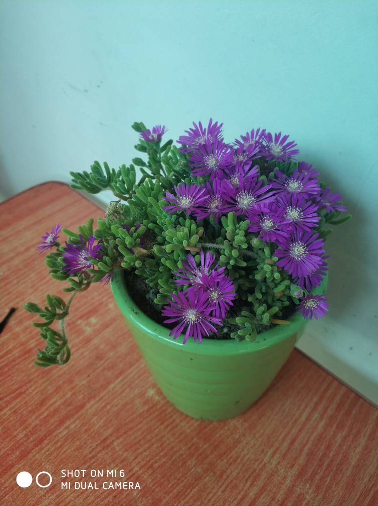 花卉