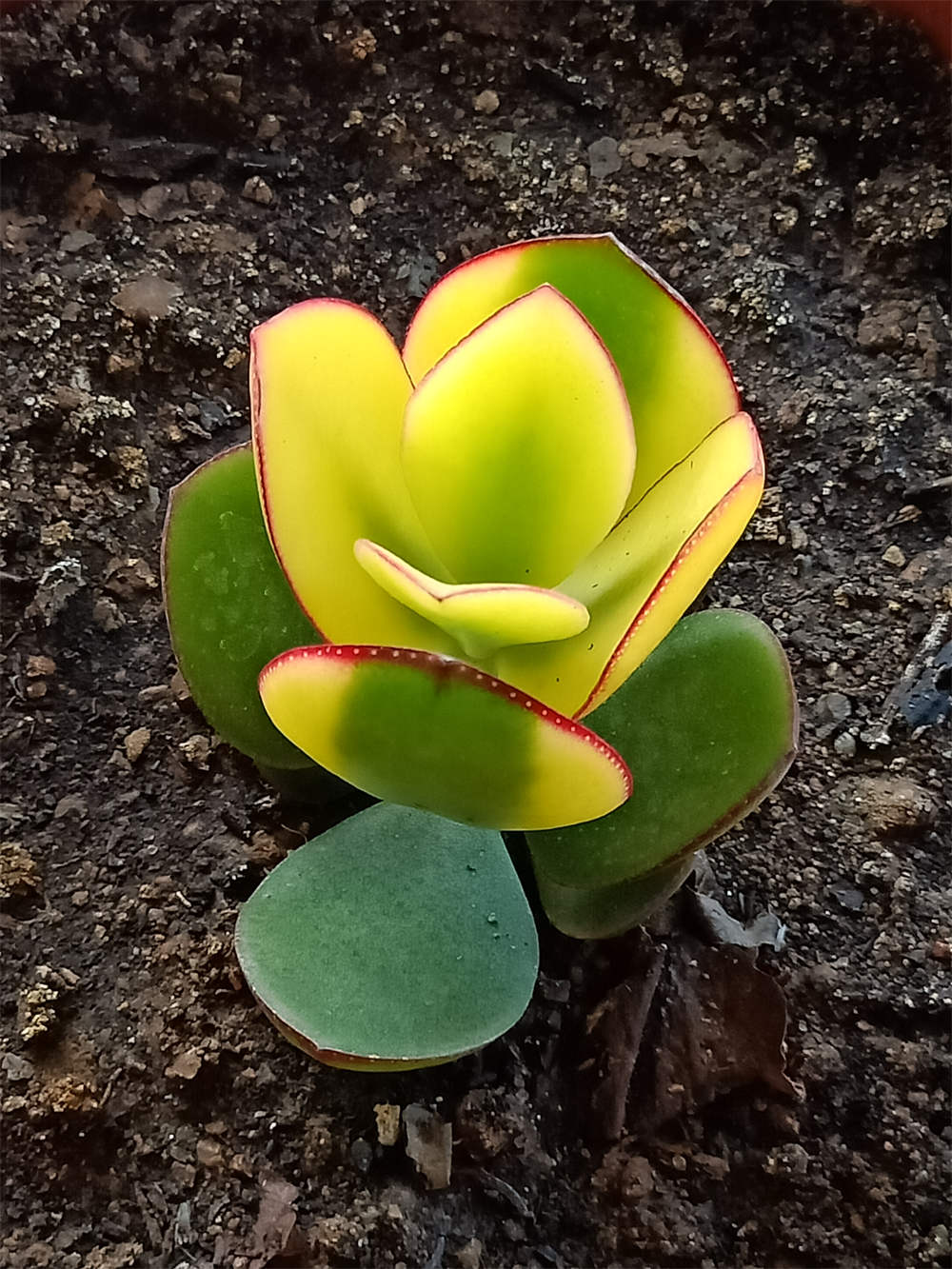 黄金花月