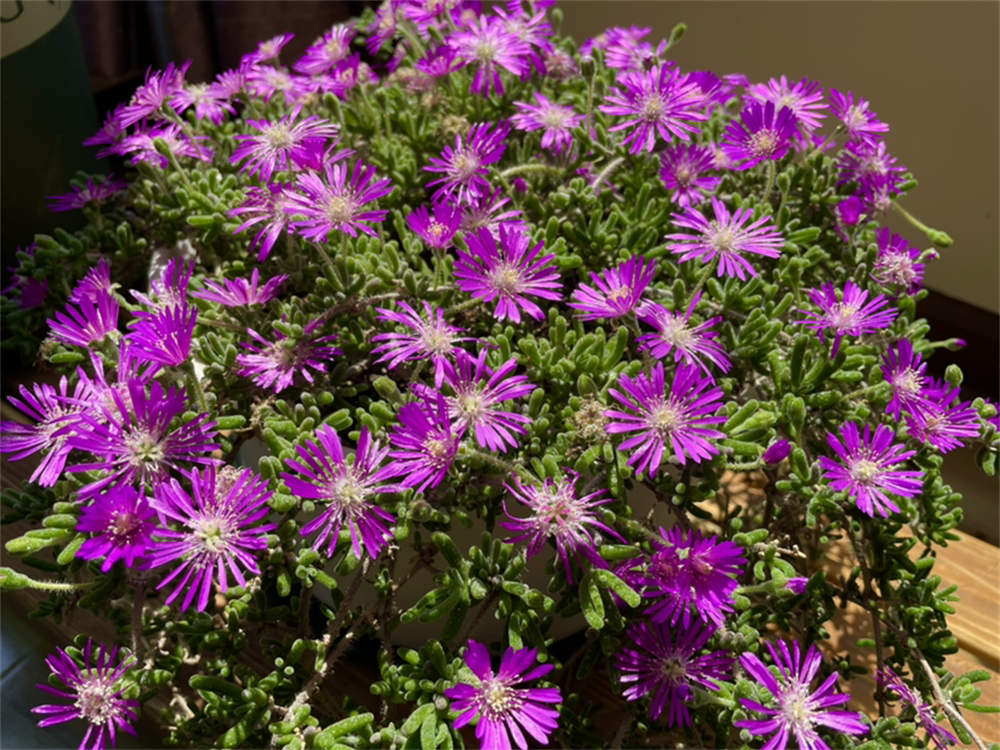 花卉