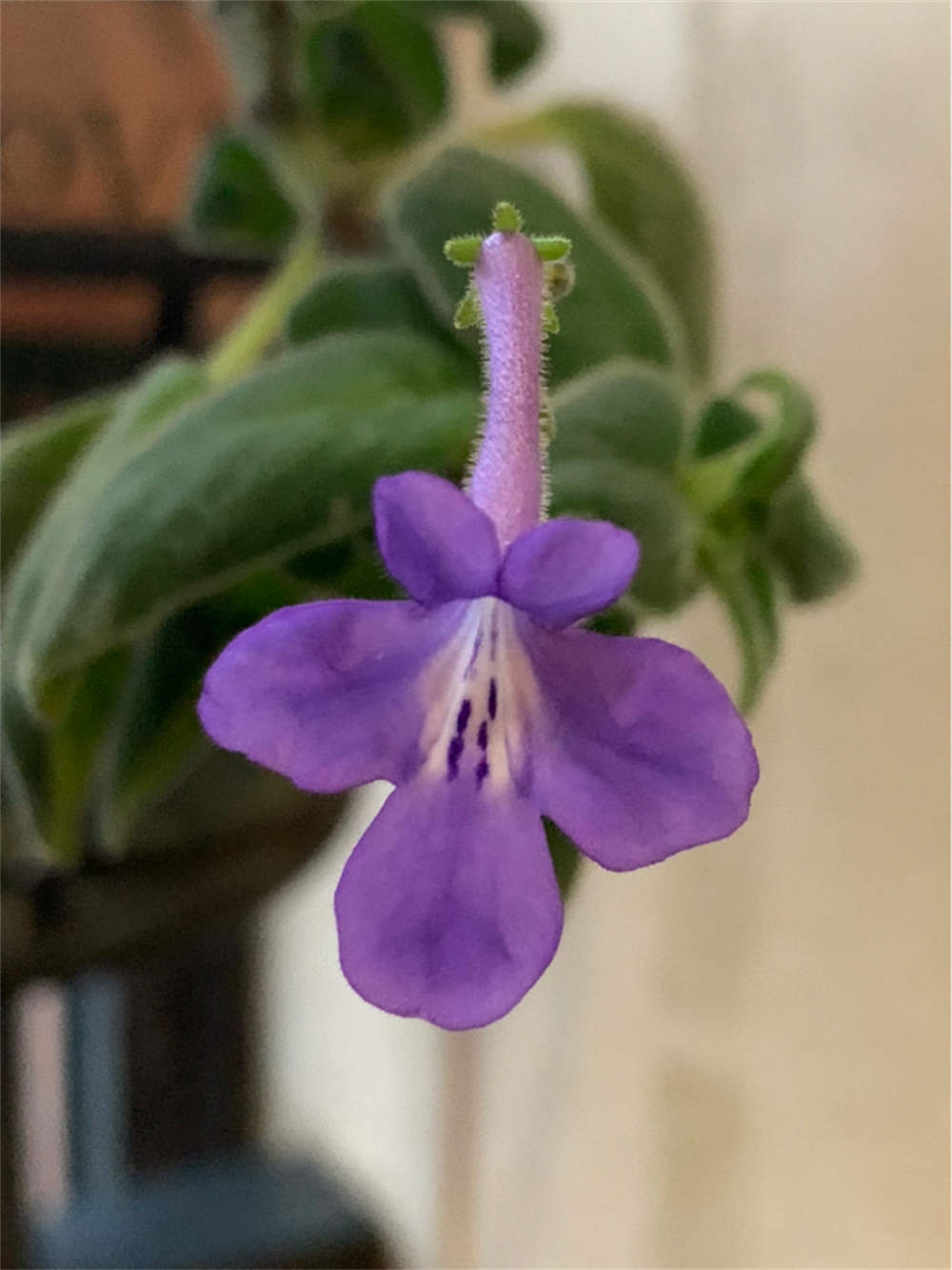 海豚花