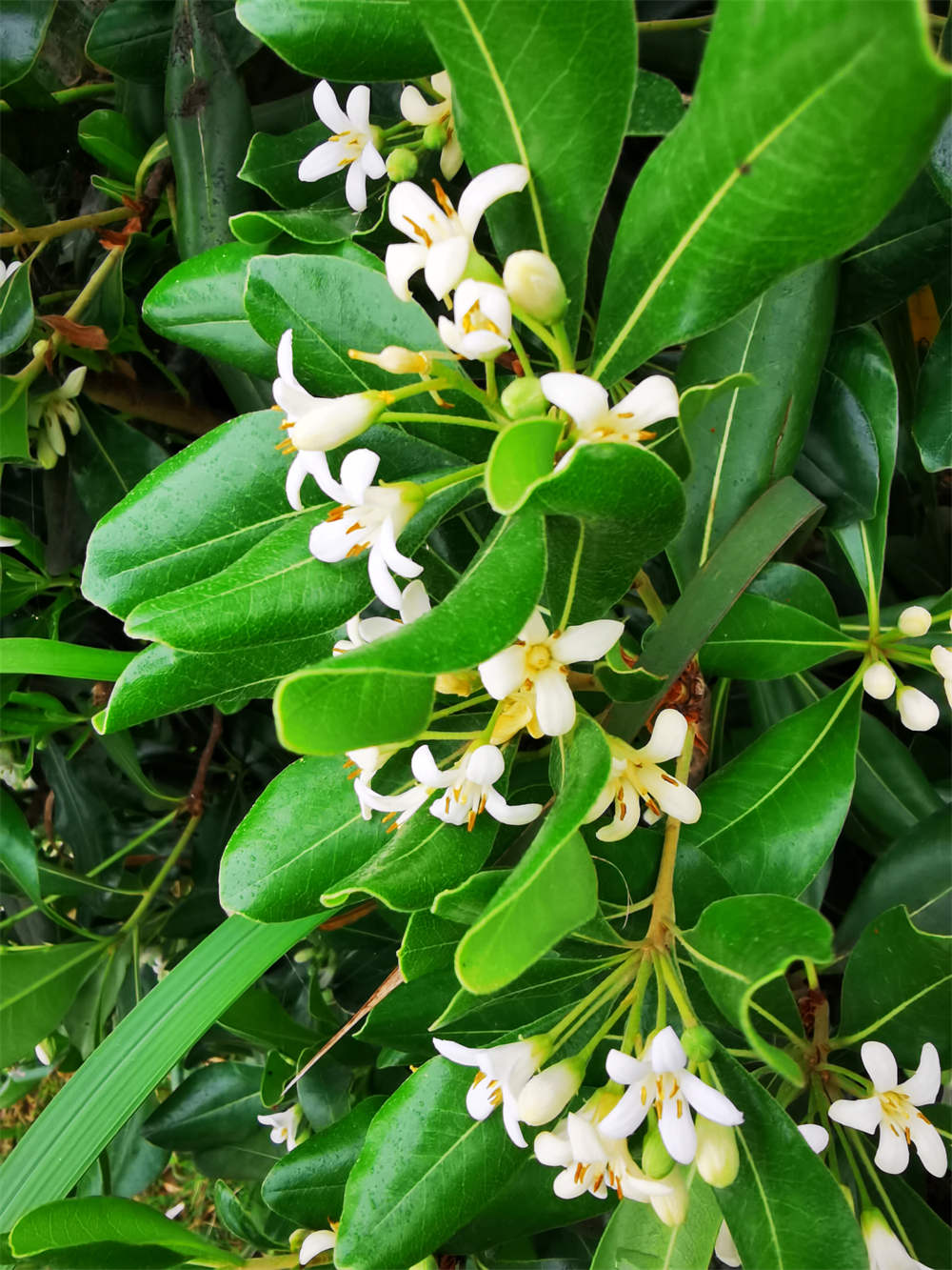 花卉