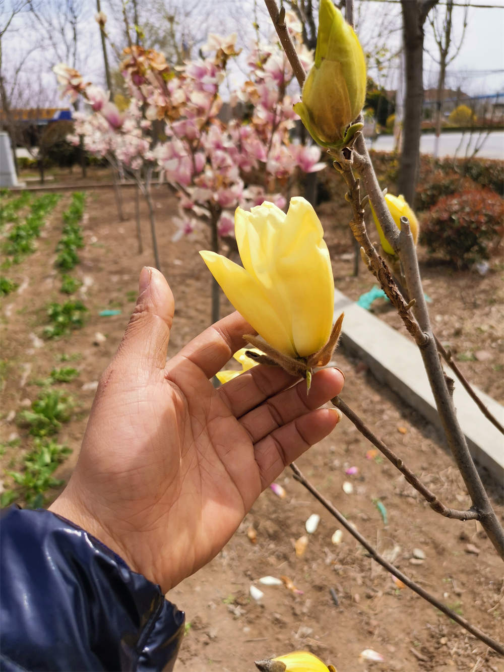 黄玉兰