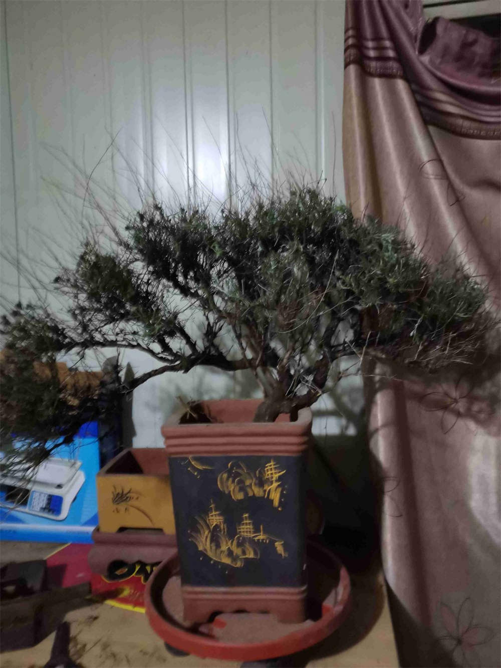 刺旋花