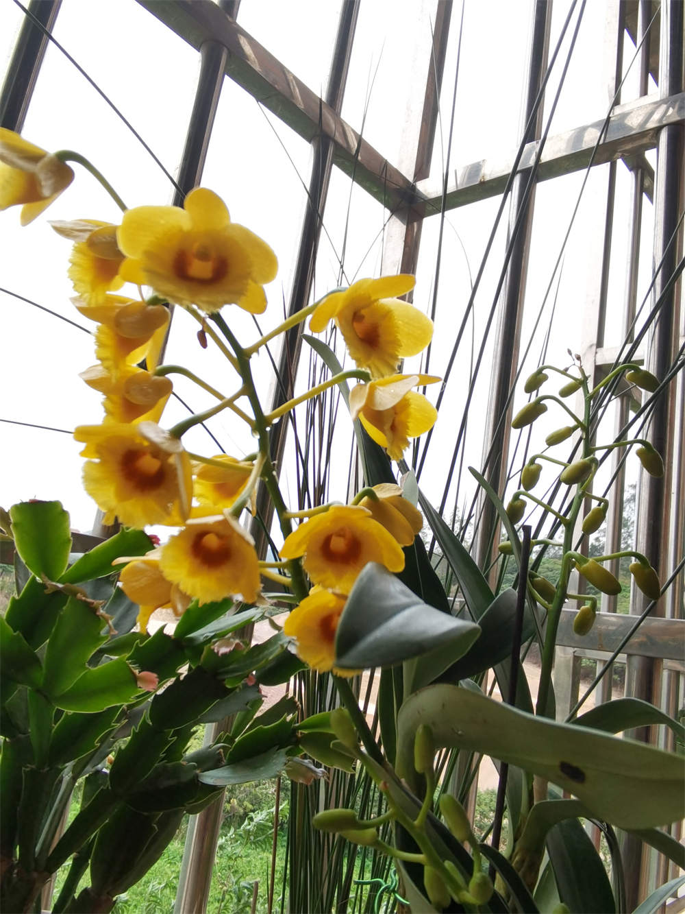 花卉