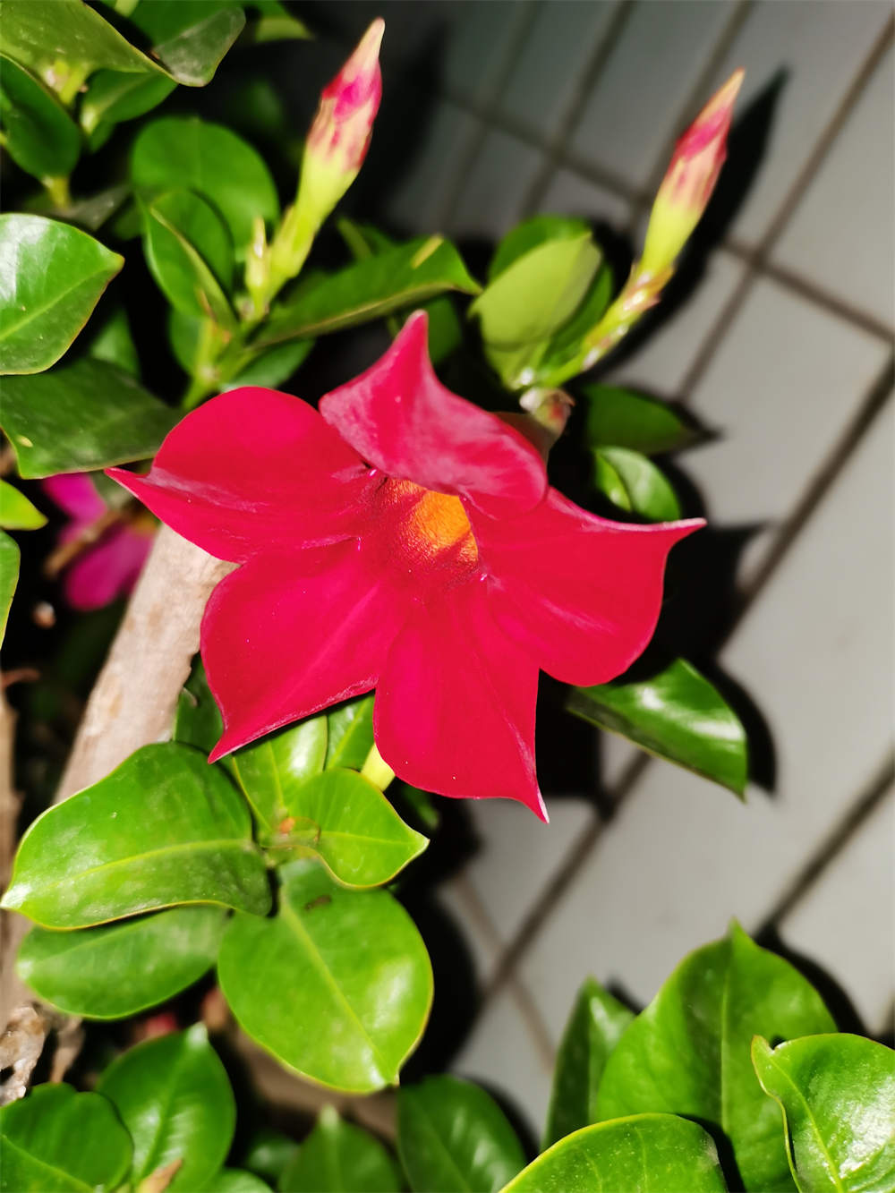 红蝉花 红蝉花