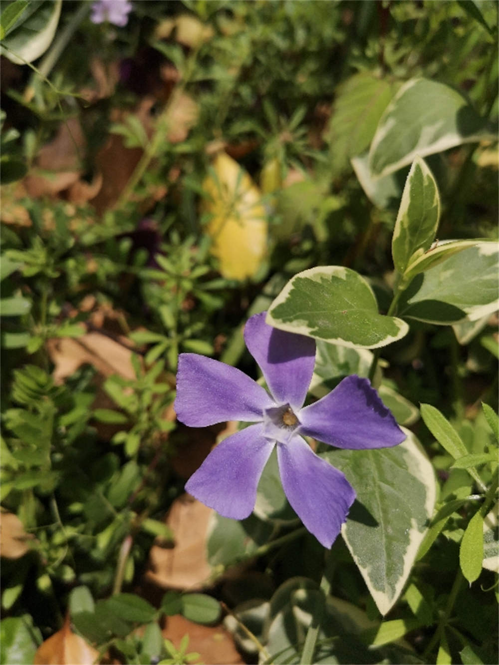 花卉