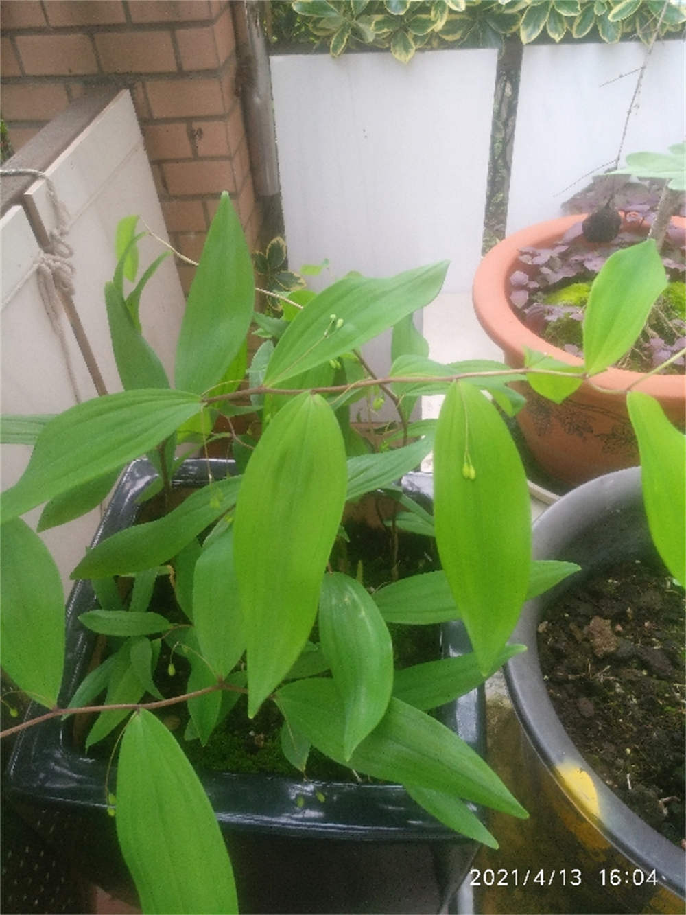 黄精