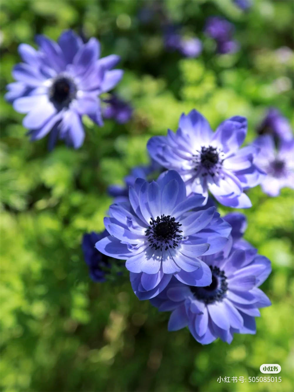 银莲花