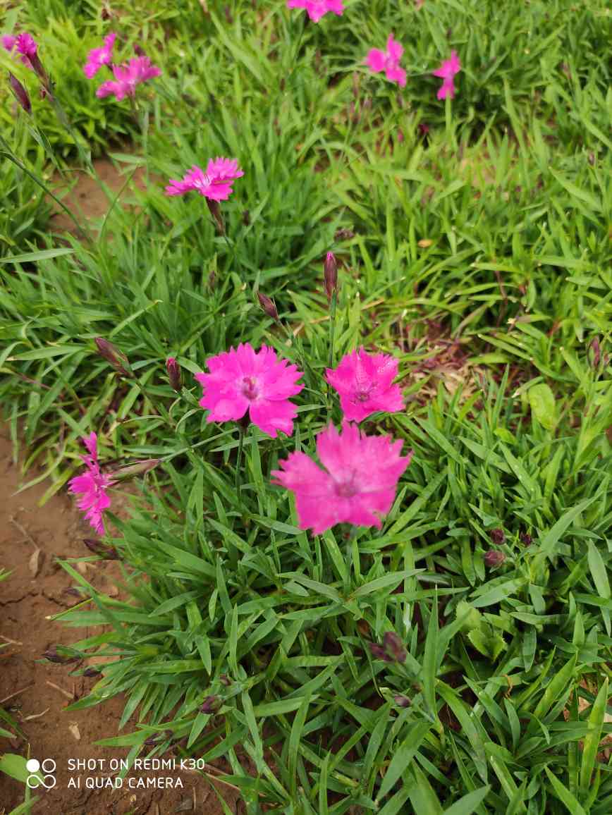 花卉