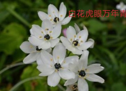 虎眼万年青