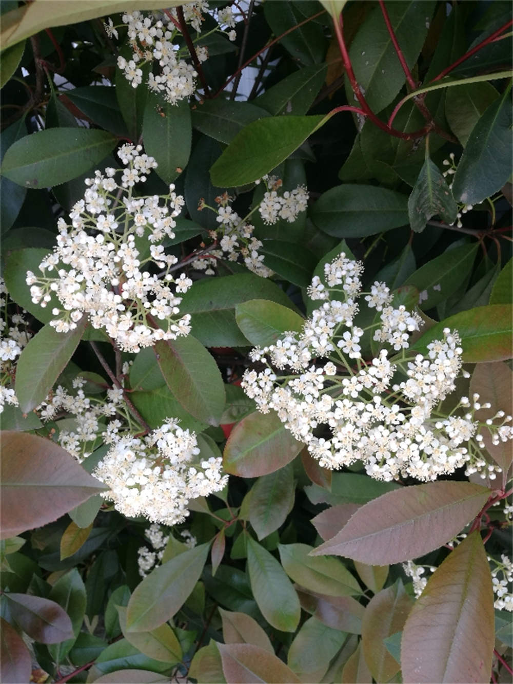 石楠花