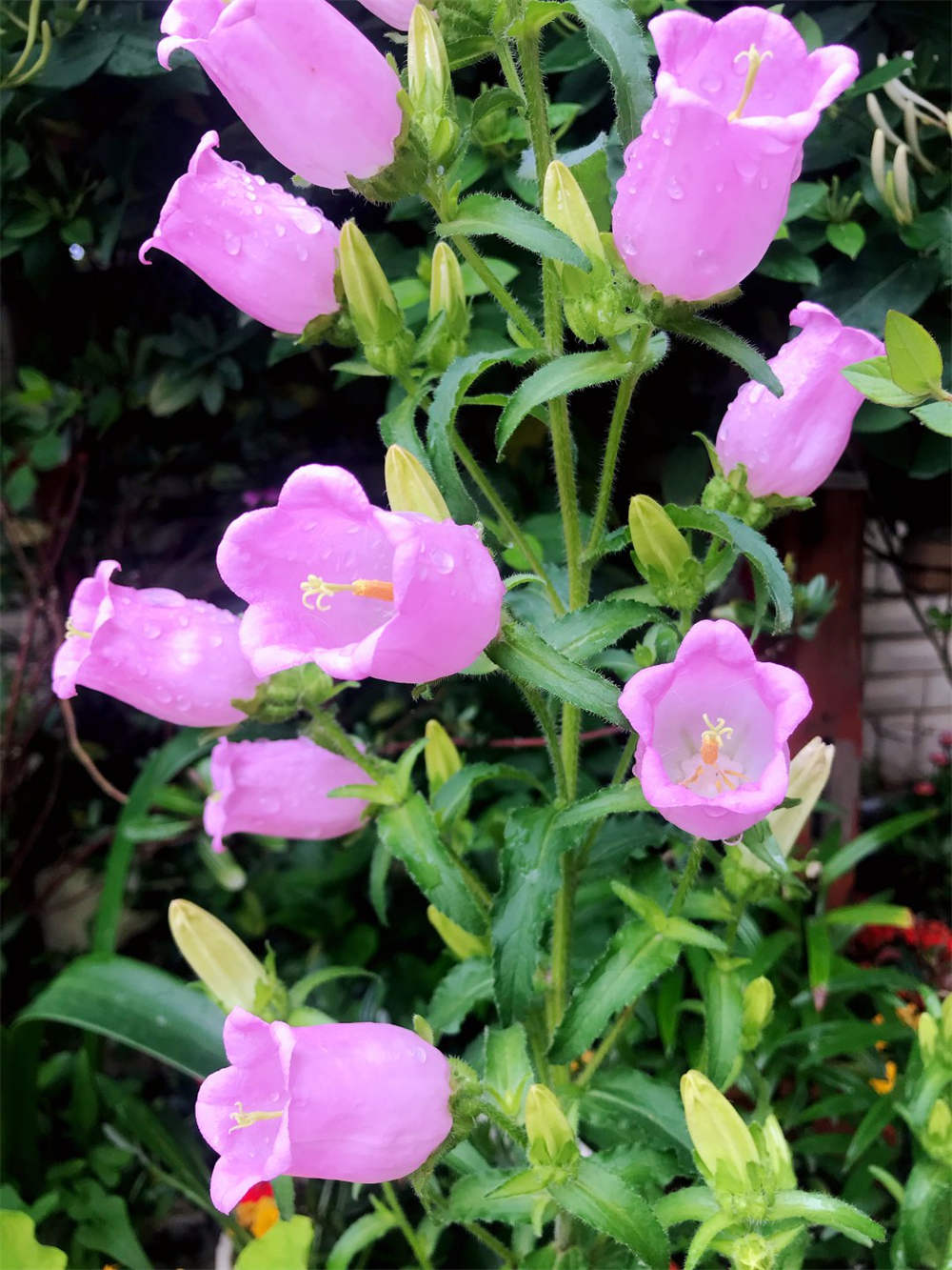 风铃花