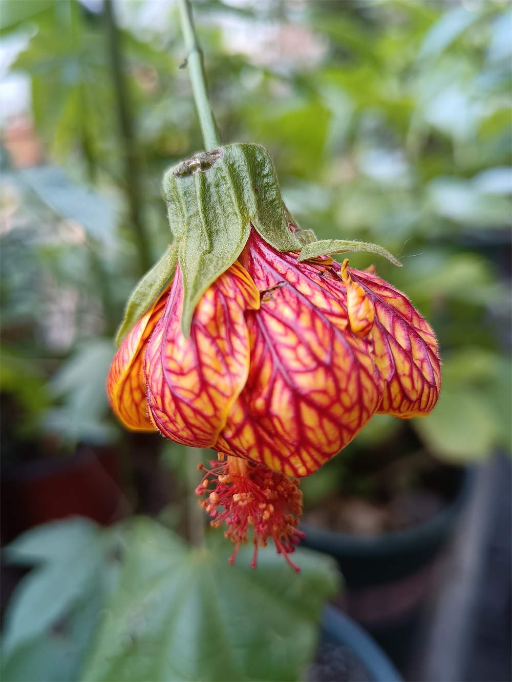 风铃花