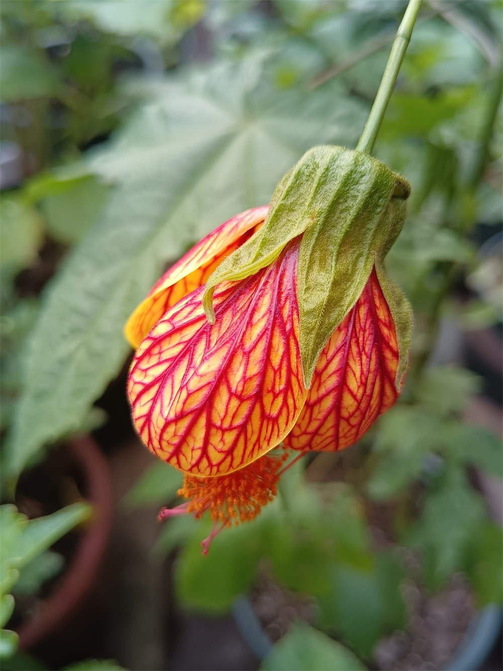 风铃花