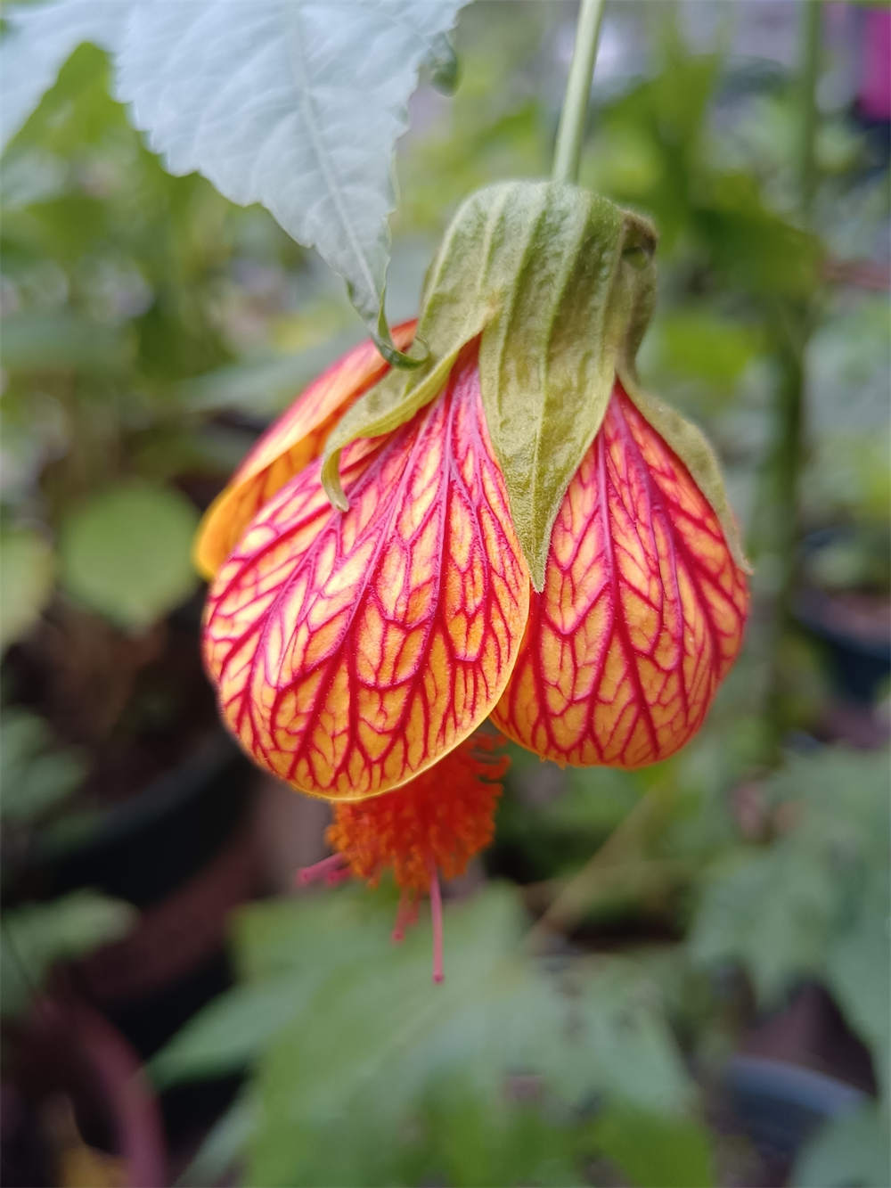 风铃花