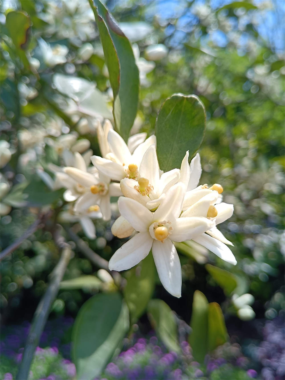 橘子花