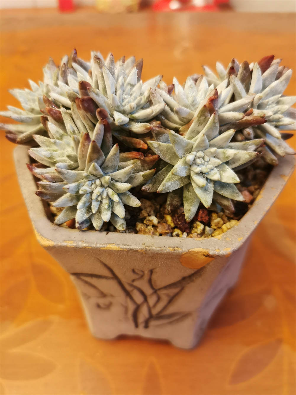 白菊