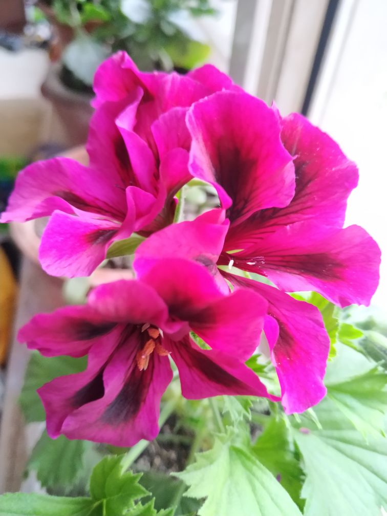 花卉