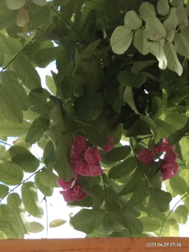 红花槐 红花槐