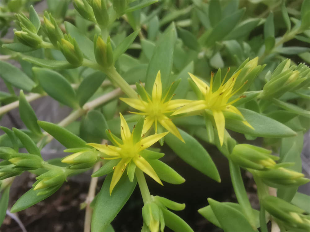 垂盆草