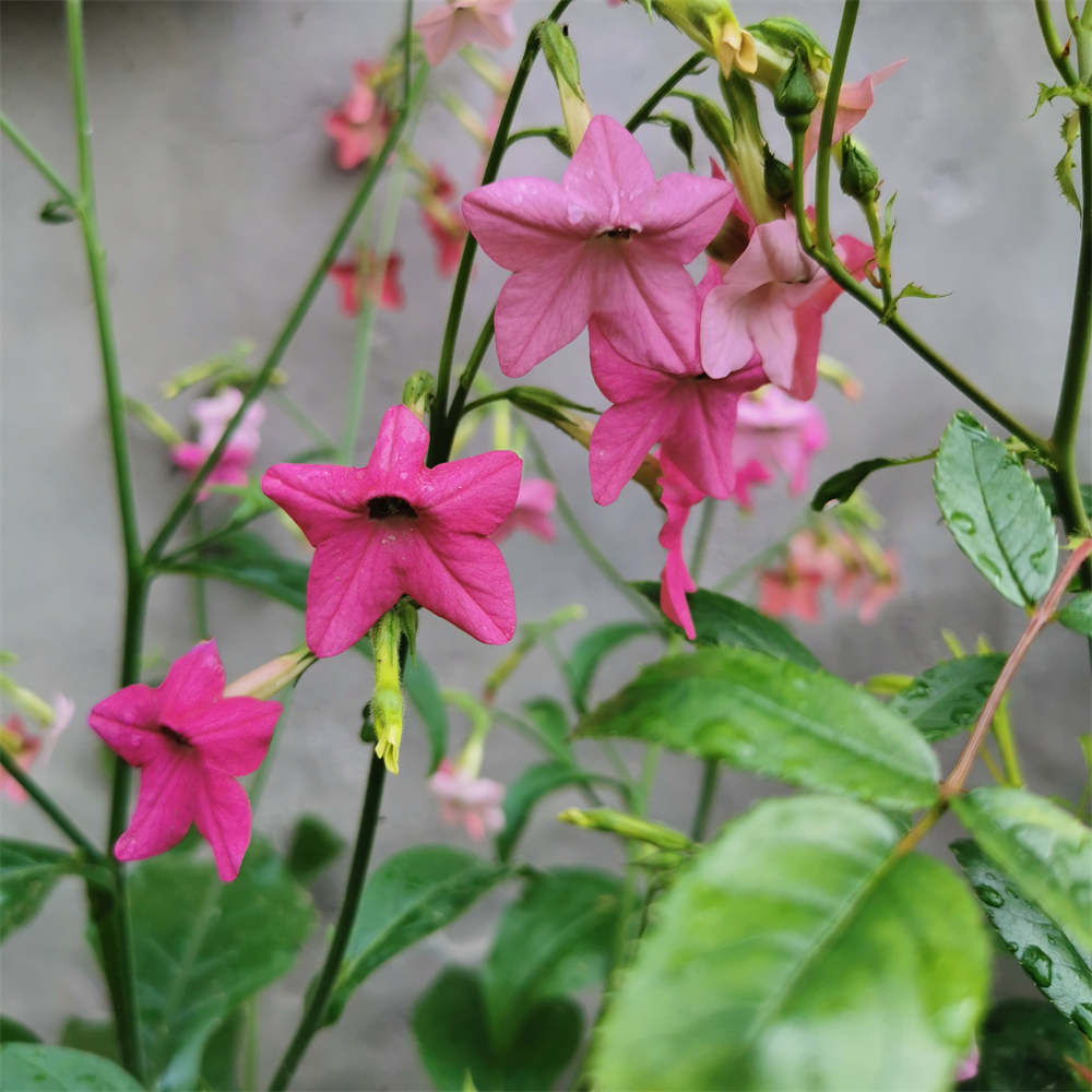 花卉