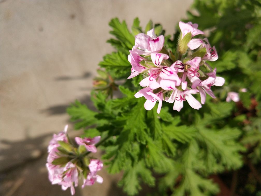 花卉