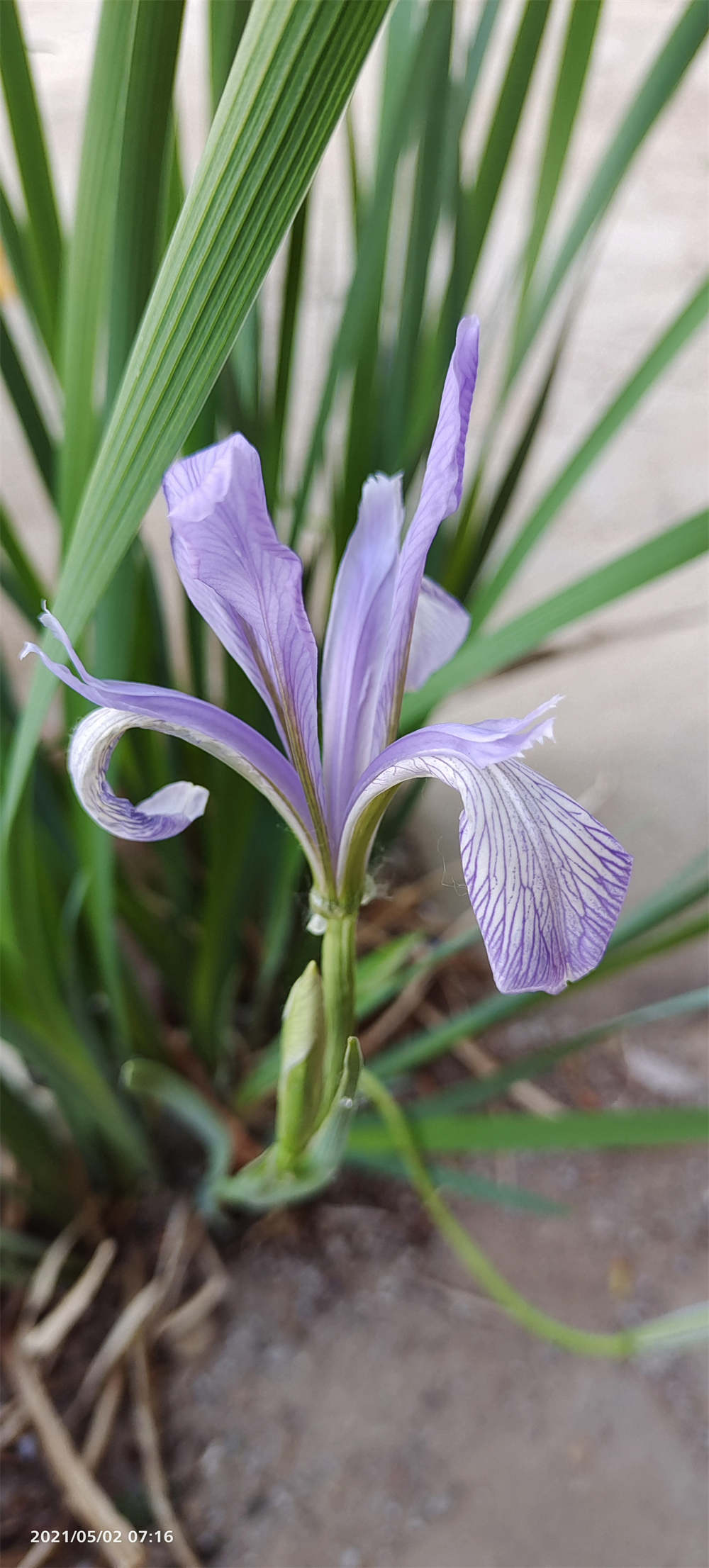 马兰花
