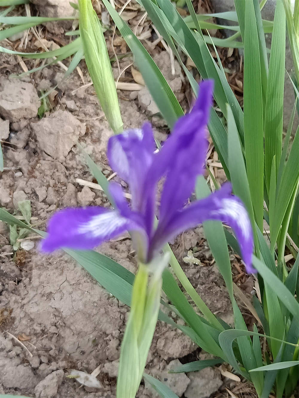 马兰花