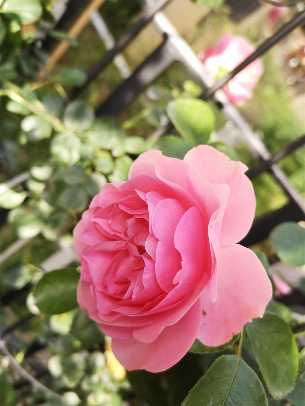 花卉