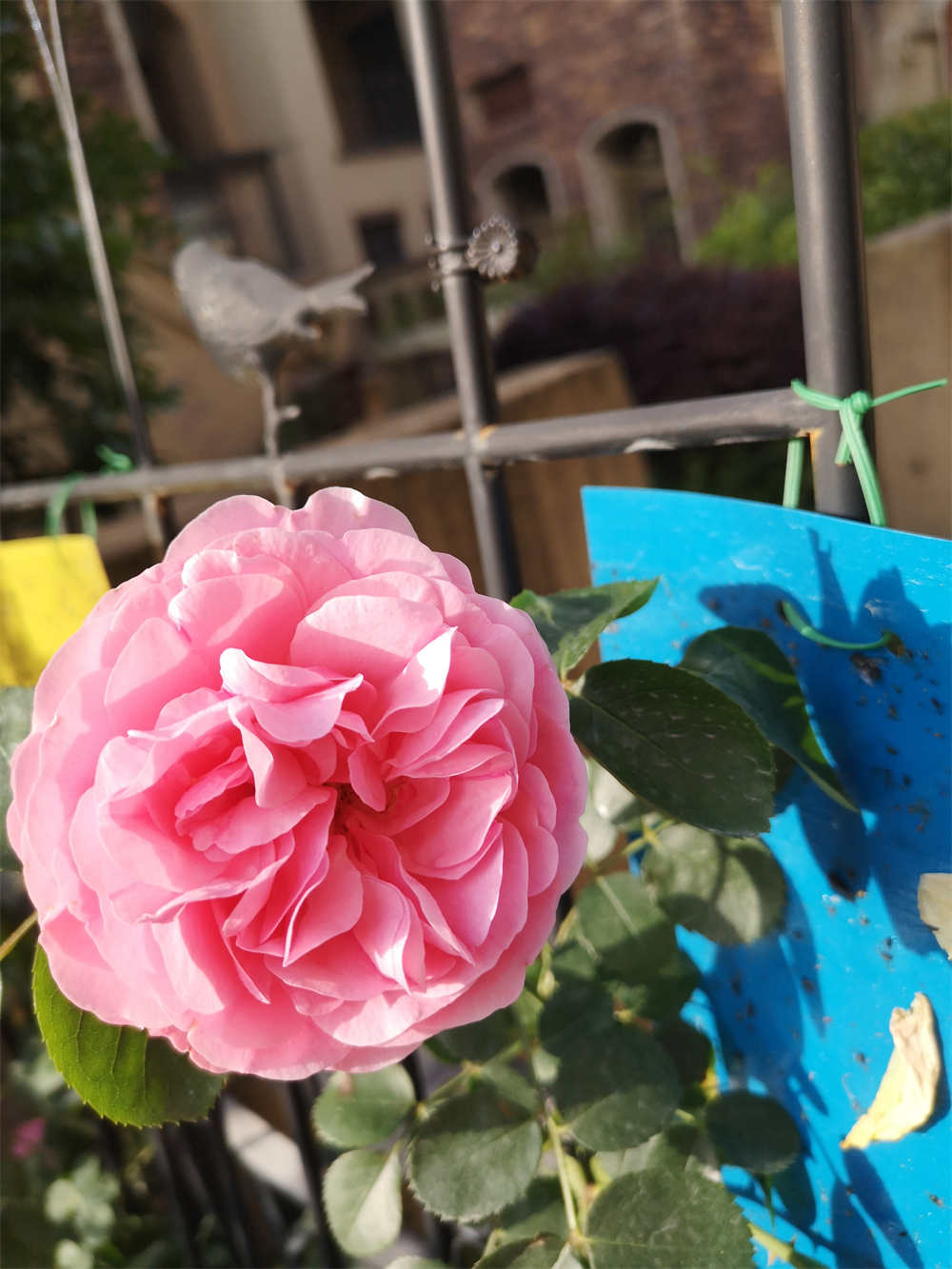 花卉