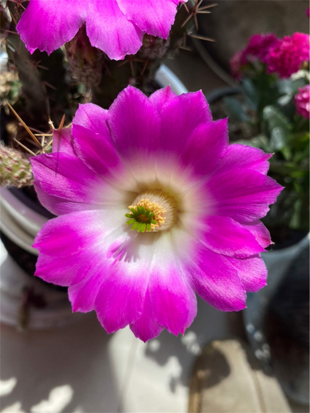 虎头梅