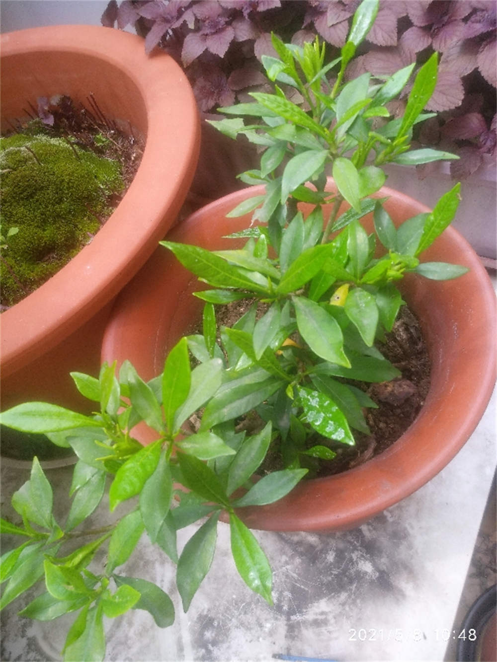 花卉