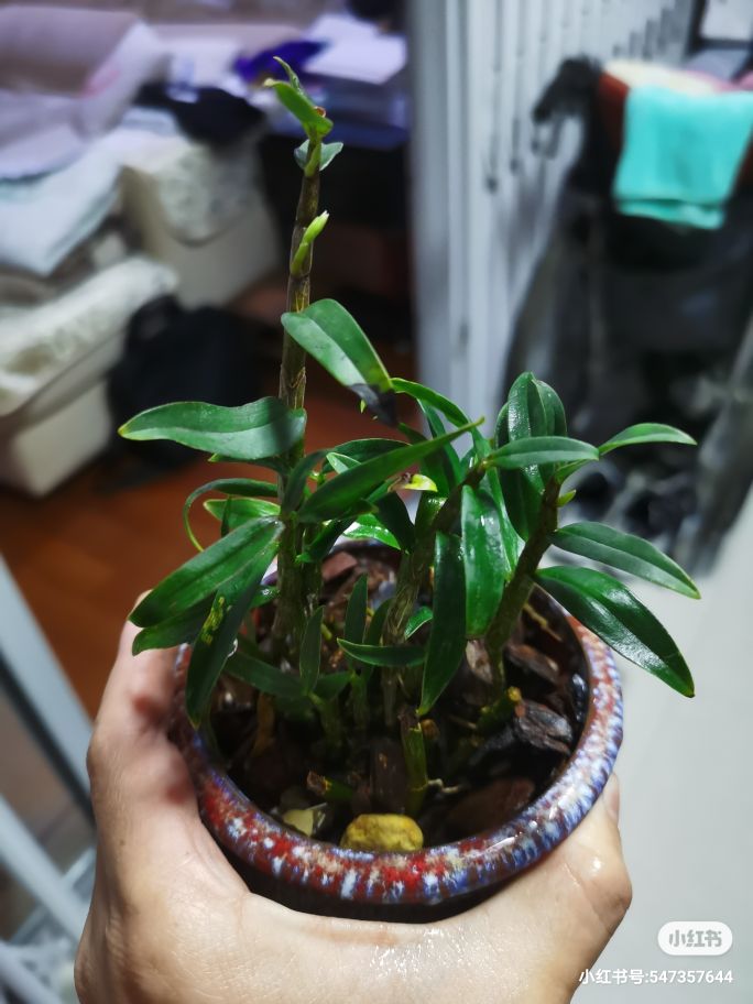 铁皮石斛