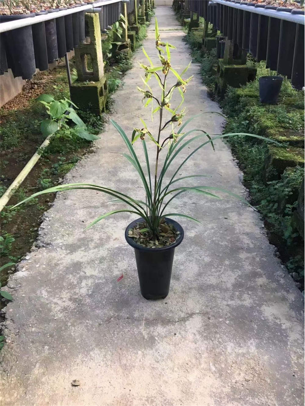 花卉