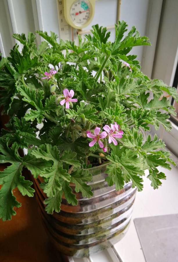 花卉