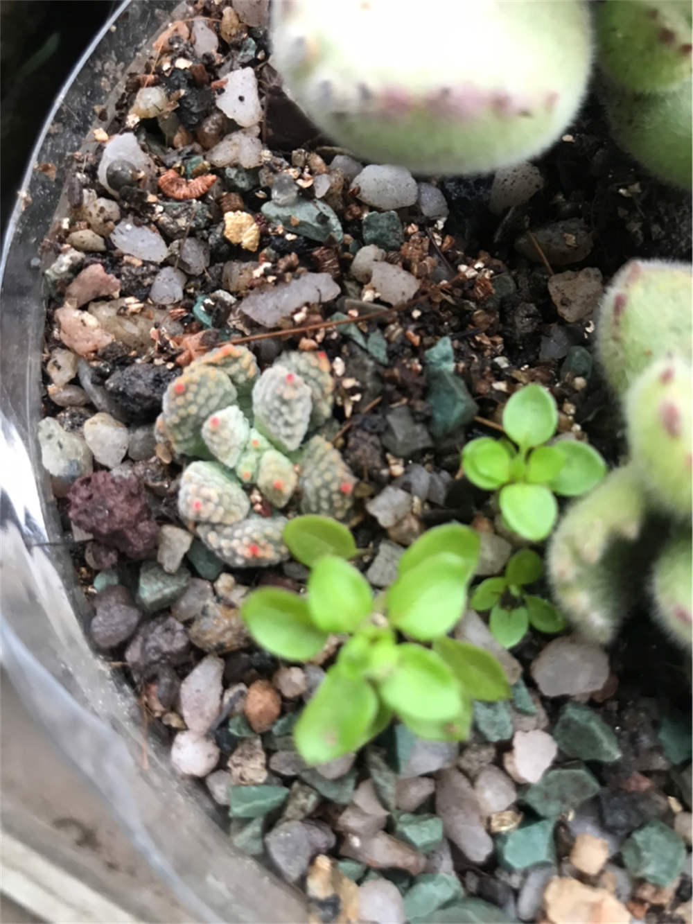 花卉