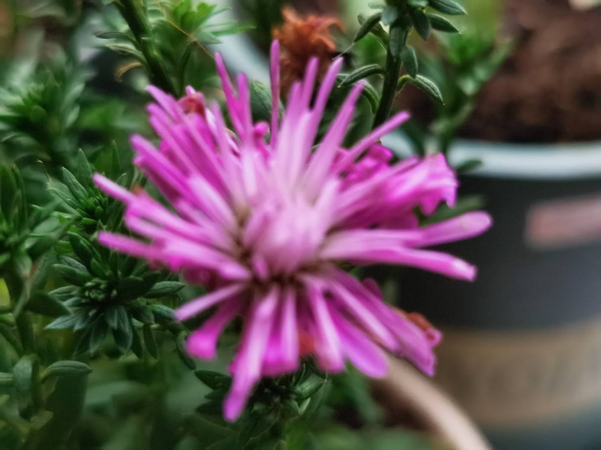 紫苑花