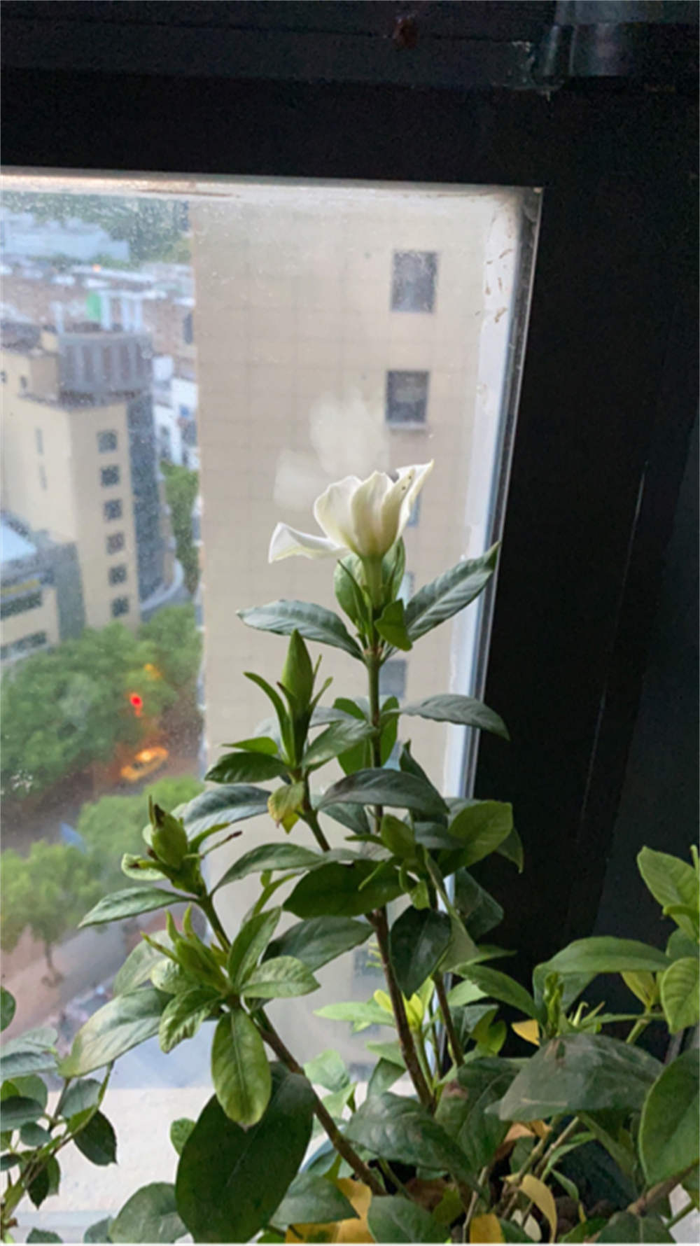 小叶栀子