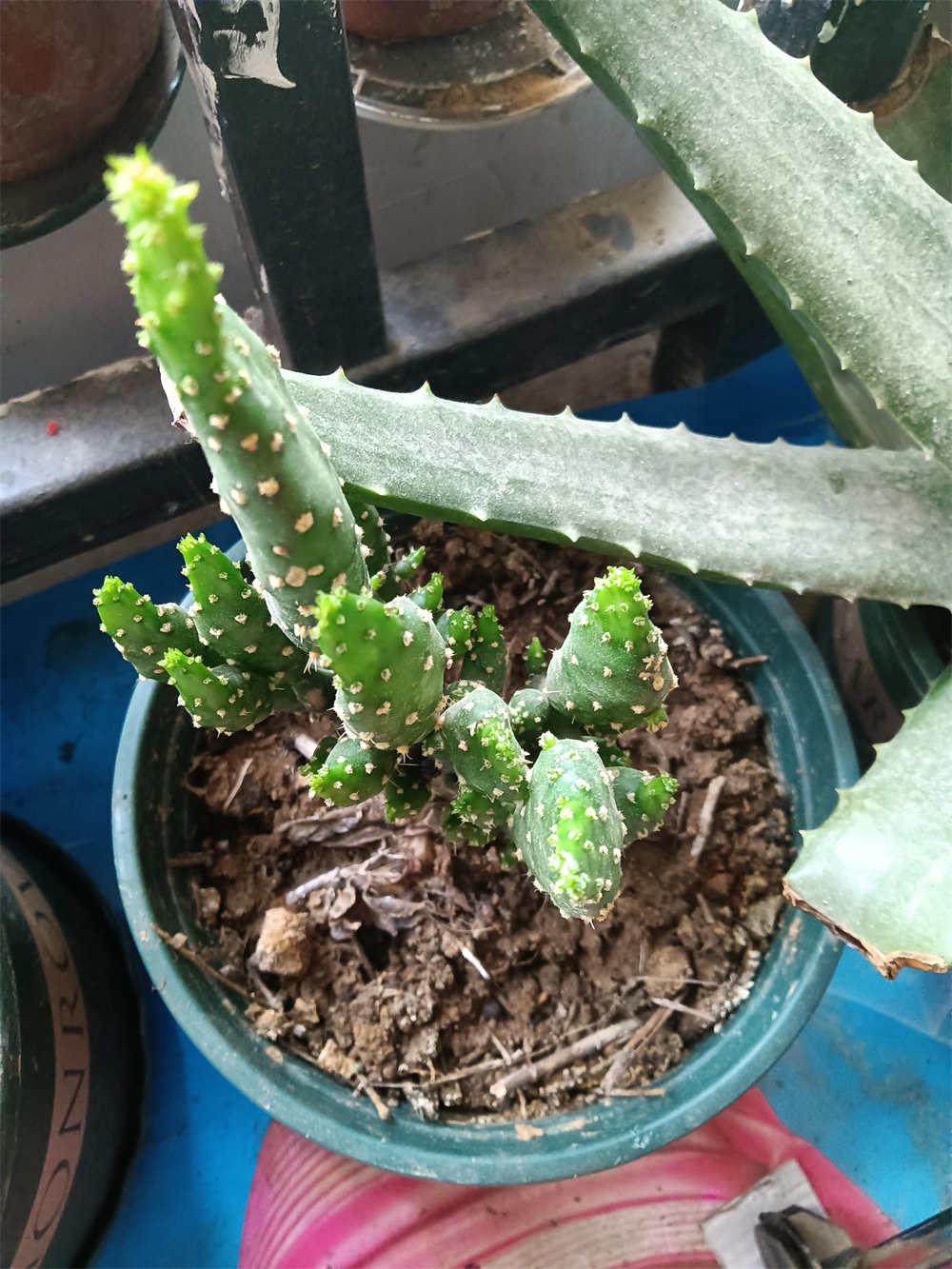 招财树