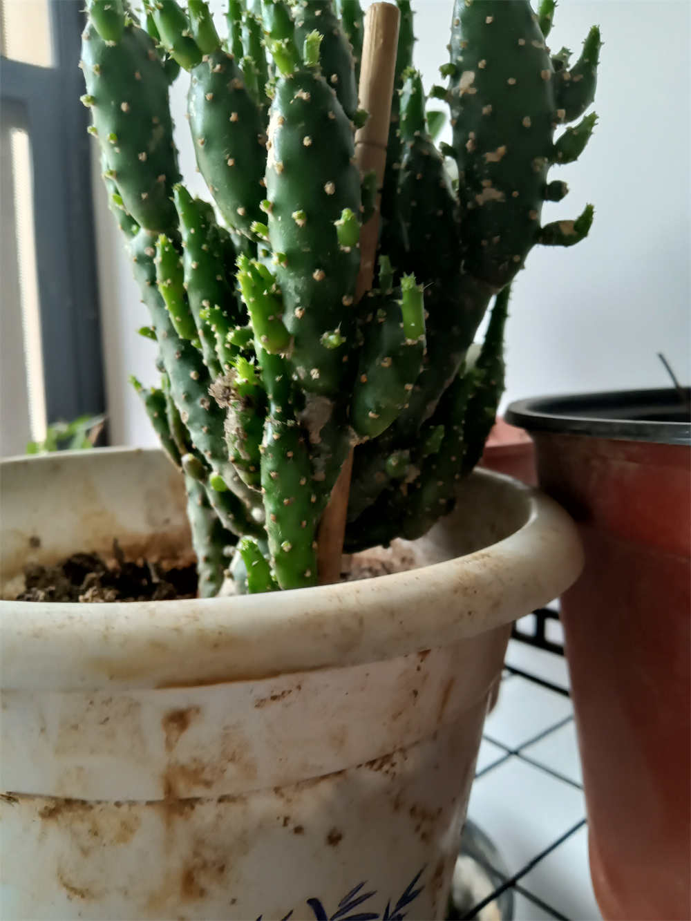 招财树