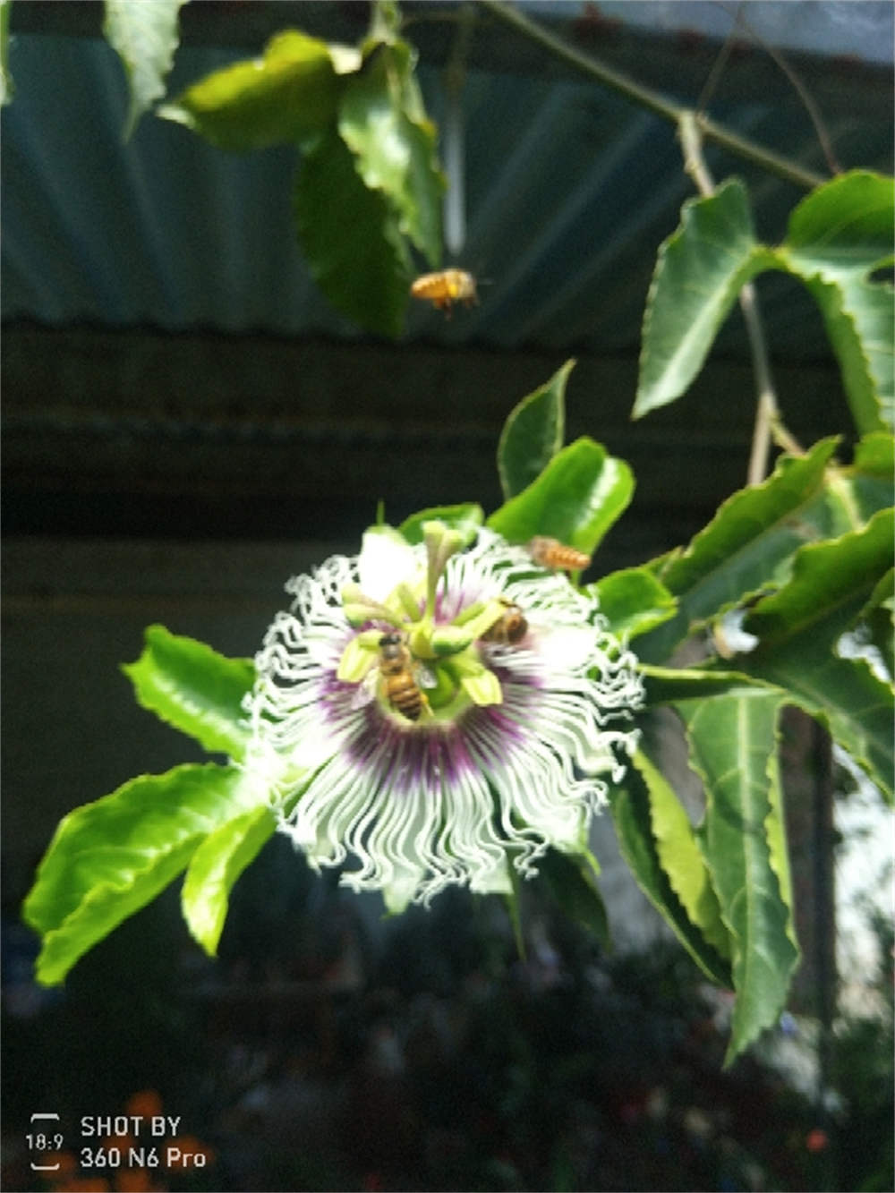 百香果花