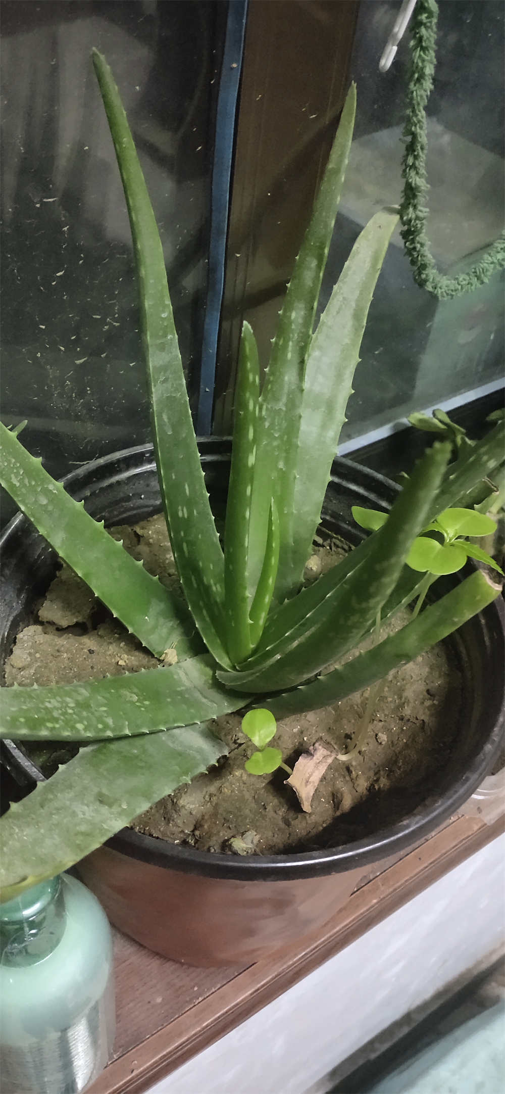 库拉索芦荟