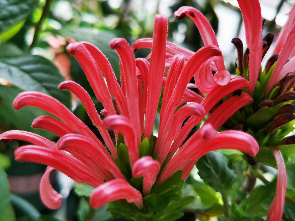 花卉