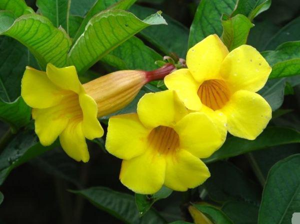花卉