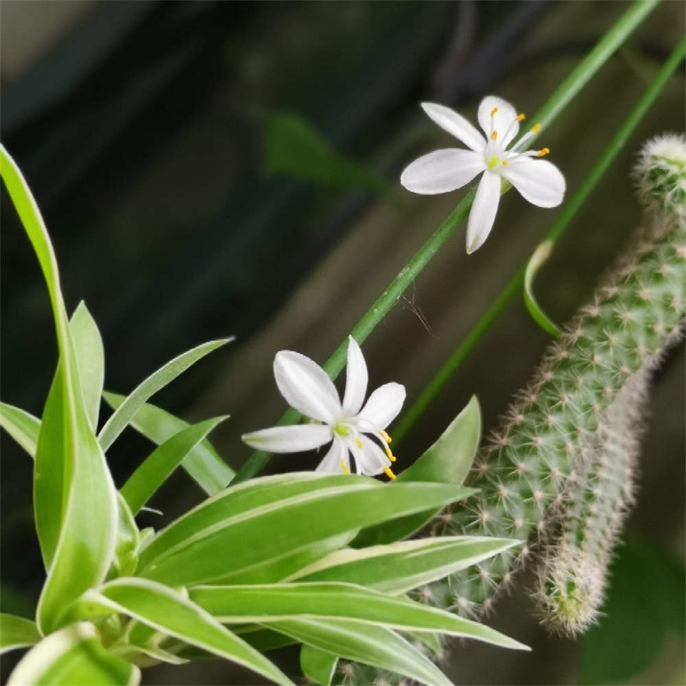花卉