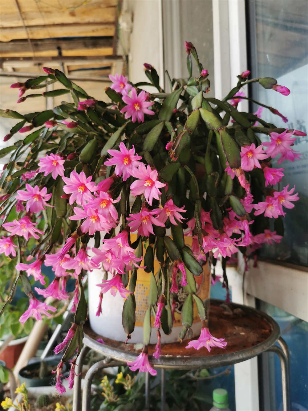 花卉