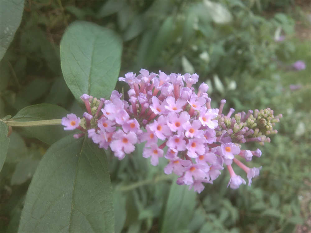 醉鱼草