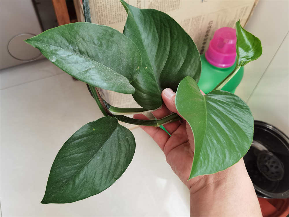 绿植