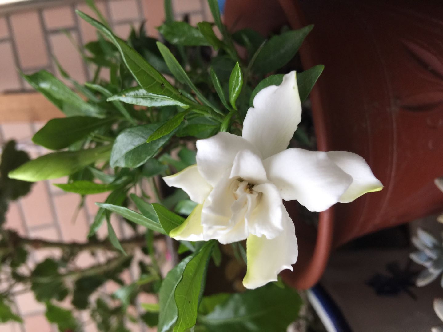 花卉